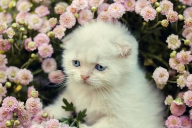 küçük kedi yavrusu çiçeklenir gizleme