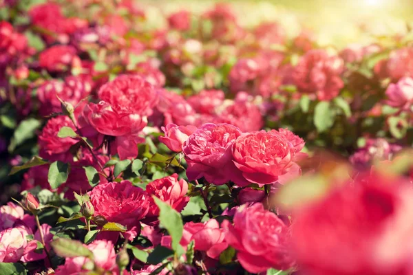 Vintage red rose plantation. Bushes of beautiful red roses