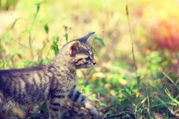 Gatito caminando en la hierba — Foto de Stock