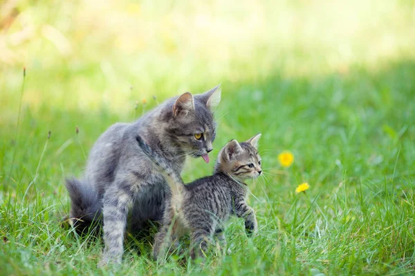 Katzenmutter geht mit kleinen Kätzchen — Stockfoto