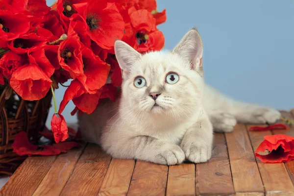 Kat met papavers bloemen — Stockfoto