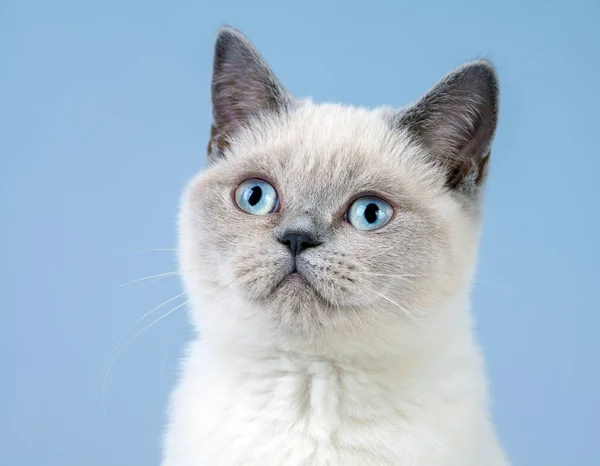 Portret van de kat — Stockfoto