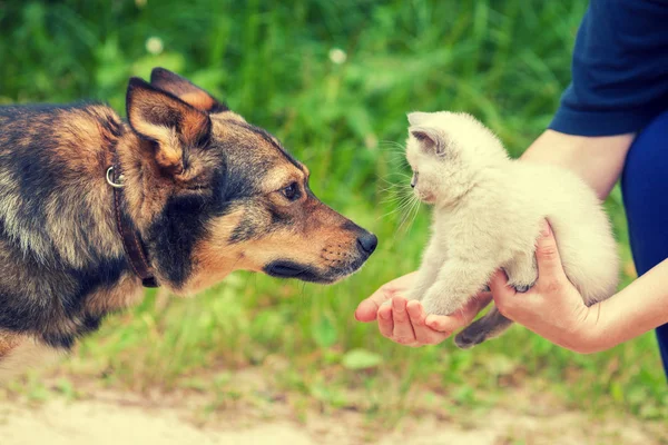 Cão grande e gatinho branco pequeno — Fotografia de Stock