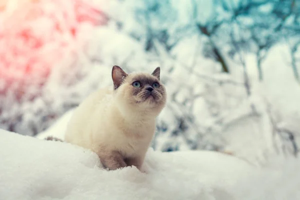 Katze sitzt auf einem Schnee — Stockfoto