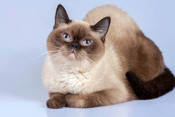シャム猫の肖像画 — ストック写真