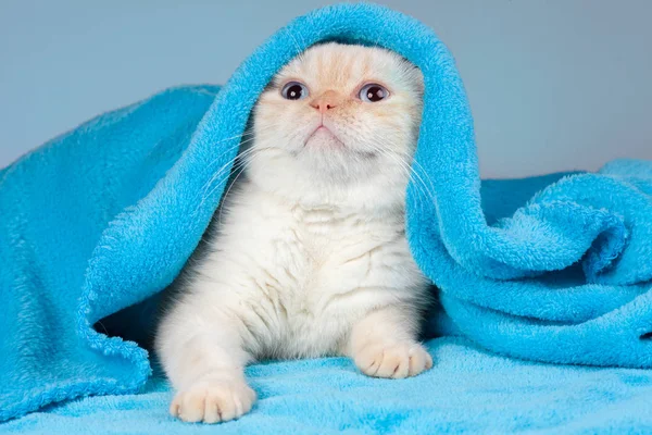 Kätzchen lugt unter der Decke hervor — Stockfoto