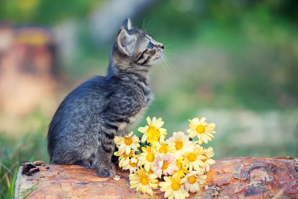 Gatinho sentado em um tronco — Fotografia de Stock