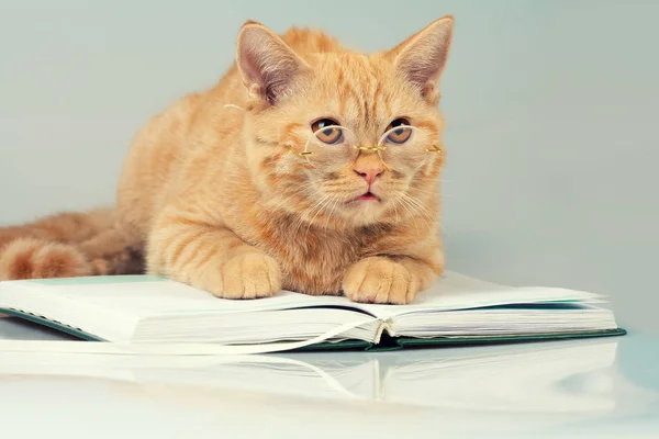 Cat with glasses lying on a book — Stock Photo, Image