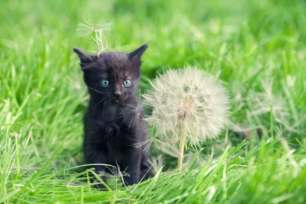 Malé kotě s velkým Pampeliška — Stock fotografie