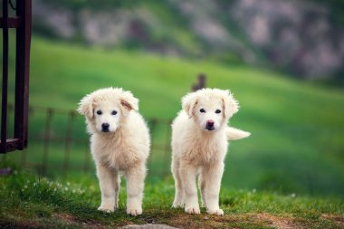 Two puppies of Great Pyrenean Mountain Dog clipart