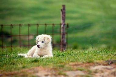 Puppy of Great Pyrenean Mountain Dog clipart
