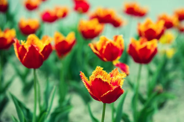 Терри тюльпаны цветут в саду — стоковое фото
