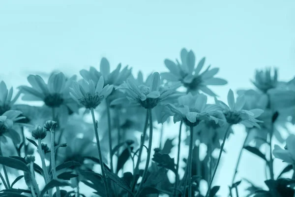Blue vintage flowers — Stock Photo, Image