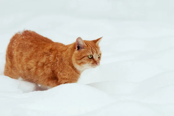 Katt promenader i snö — Stockfoto