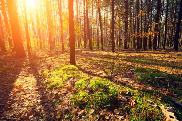 Skog om morgenen – stockfoto