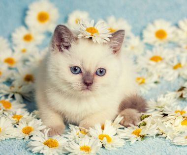 yavru kedi çiçekler üzerinde rahatlatıcı