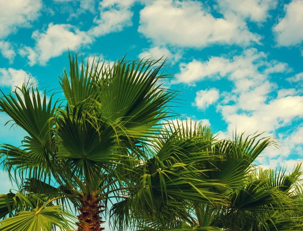Palmiers contre ciel — Photo