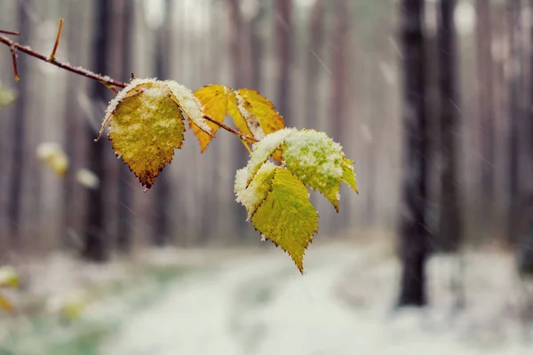 Primera Nieve Las Hojas Bosque — Foto de Stock