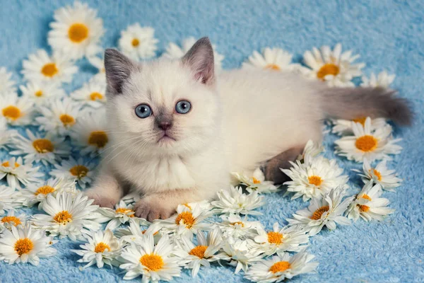 Yavru kedi çiçekler üzerinde rahatlatıcı — Stok fotoğraf