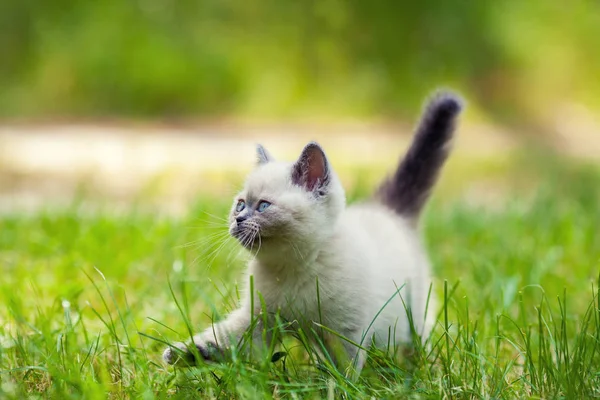 Kitten wandelen in het gras — Stockfoto