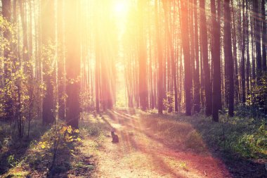 Ormanda gün doğumu