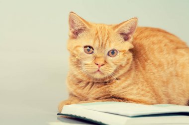 kedi ile ilgili bir kitap yalan gözlük