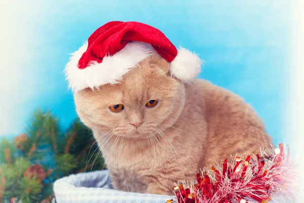 Kat KERSTMUTS dragen — Stockfoto