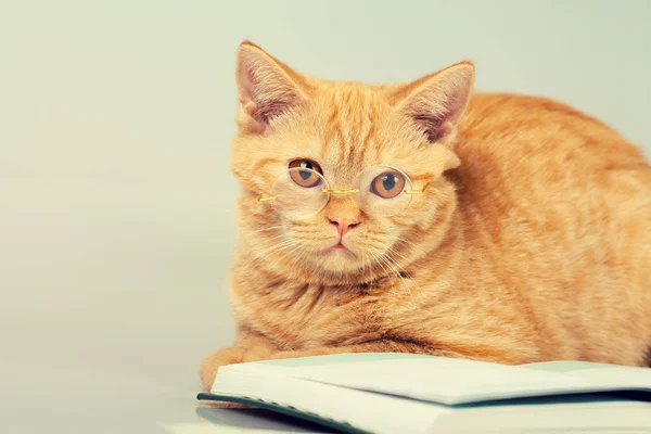 Katze mit Brille liegt auf einem Buch — Stockfoto