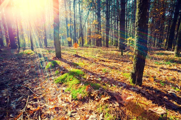 Pine forest at sunrise — Stock Photo, Image