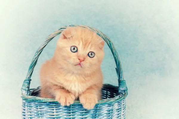 Kotě sedí v koši — Stock fotografie