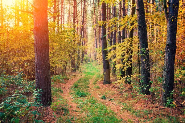 Pine forest in the morning — Stock Photo, Image