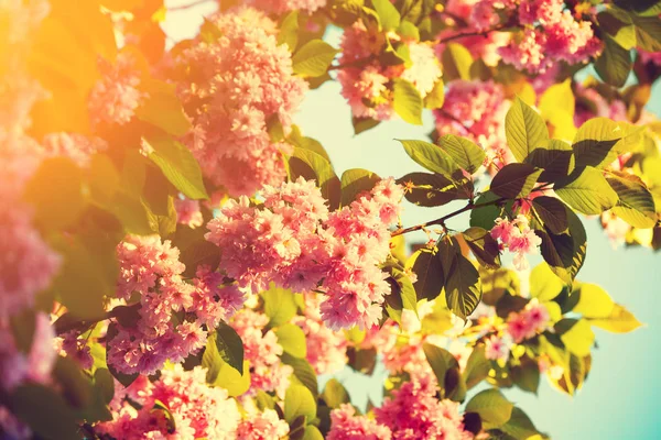 Vintage blossoming sakura — Stock Photo, Image