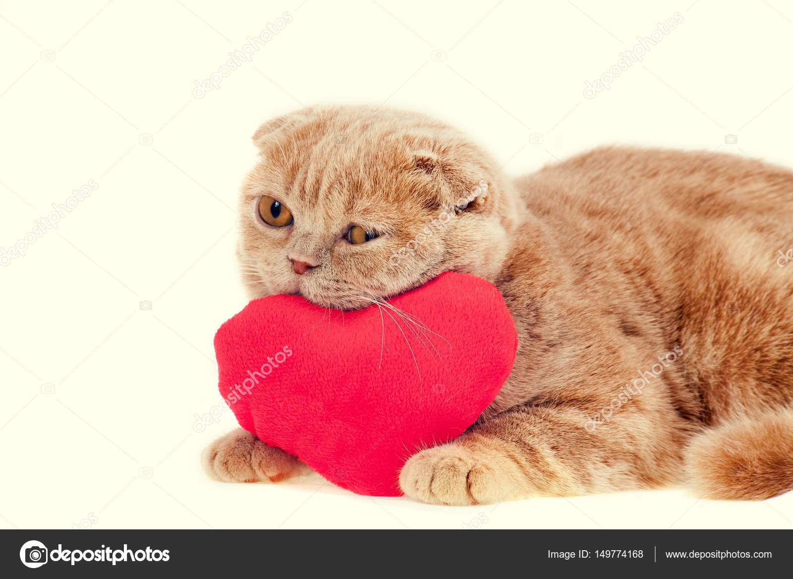 cat hugging pillow