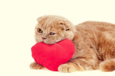 kedi sarılma kırmızı kalp şeklinde yastık