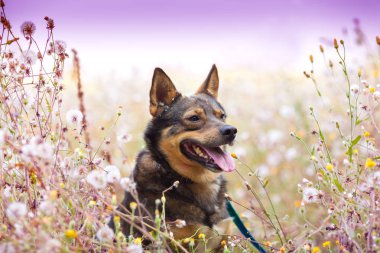 Köpek çimenlerde siting
