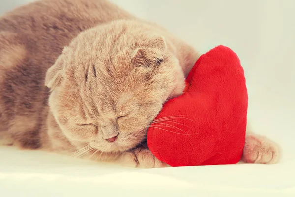 Chat étreignant oreiller rouge en forme de coeur — Photo