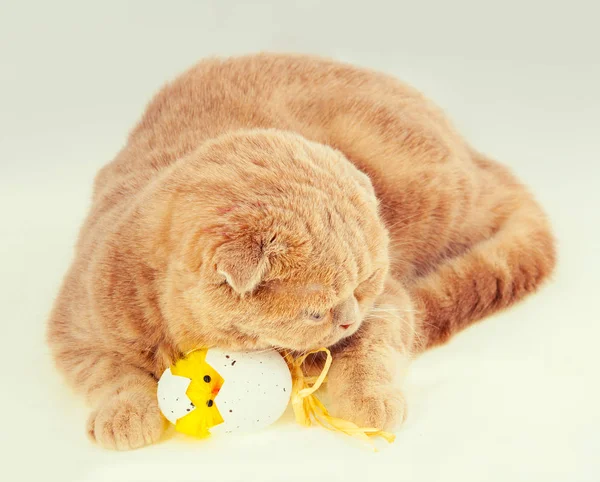 Cat sleeping on easter egg — Stock Photo, Image