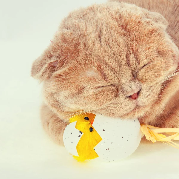 Cat sleeping on easter egg — Stock Photo, Image