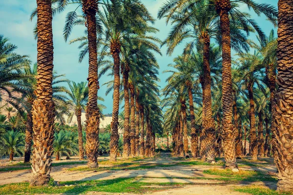 Date palm trees plantation