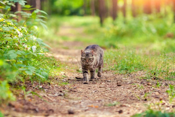 Gato caminhando na floresta — Fotografia de Stock