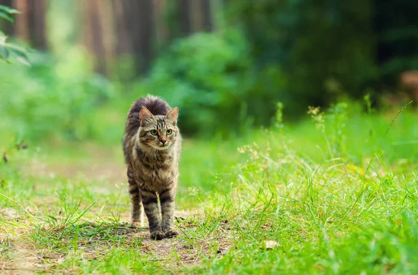 Γάτα, περπάτημα στο δάσος — Φωτογραφία Αρχείου