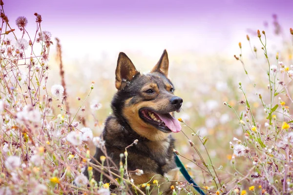 Dog siting in the grass — Stock Photo, Image