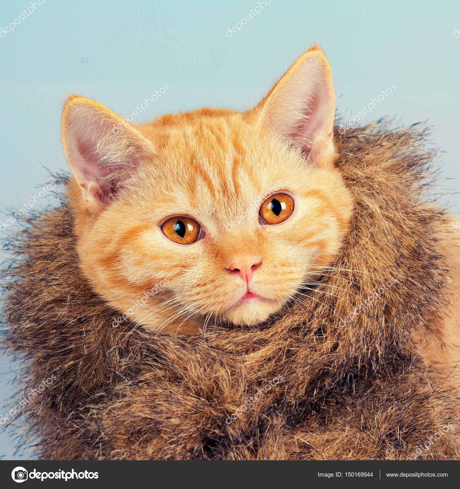 Cat wearing fur coat Stock Photo by ©vvvita 150169944