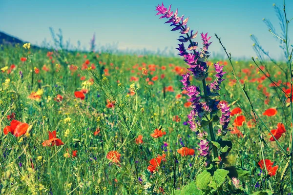 Wilde Blumen Auf Dem Feld — Stockfoto