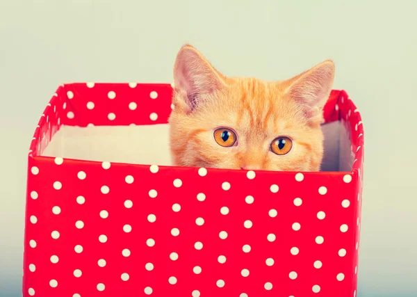 Kotek wygląda po wyjęciu z pudełka upominkowe — Zdjęcie stockowe