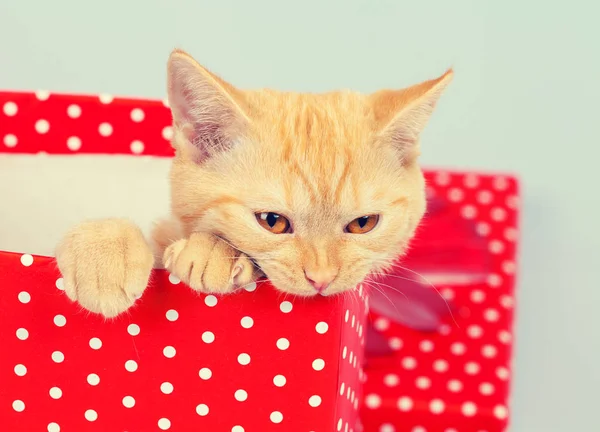 Gattino guardare fuori dalla confezione regalo — Foto Stock