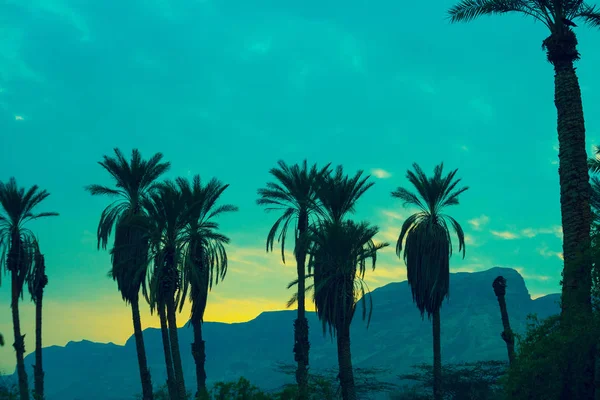 Palm trees against mountain — Stock Photo, Image