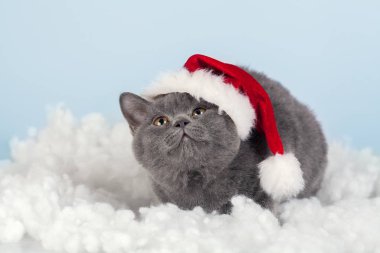Yavru kedi giyen Noel Baba şapkası