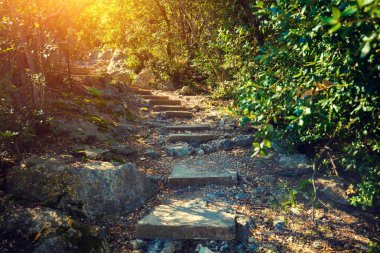 Park yolunda adımlar taş
