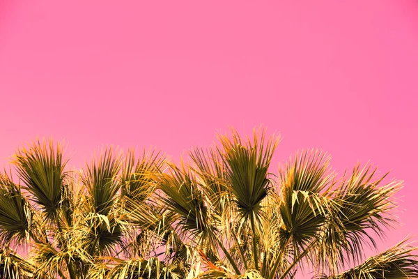 Palmen gegen lila Sonnenuntergangshimmel — Stockfoto